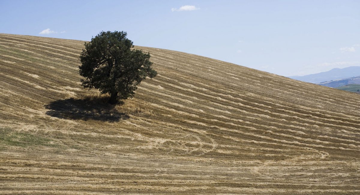 Orgânico, habitar a paisagem