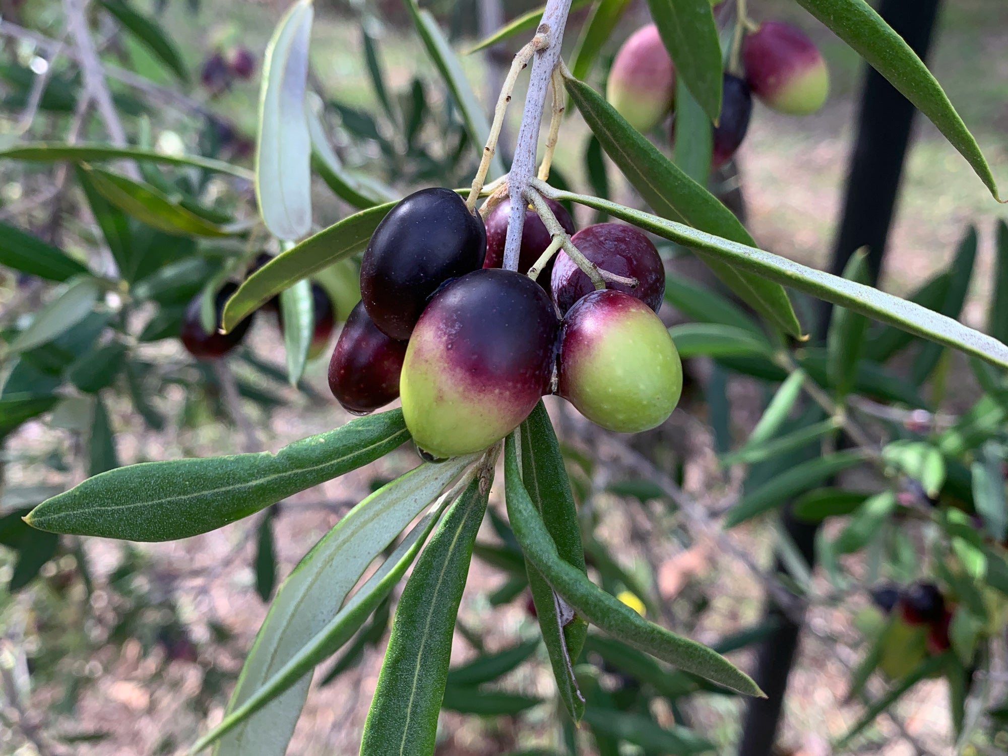 Azeite de oliva extra virgem: propriedades e benefícios desse elixir para a saúde